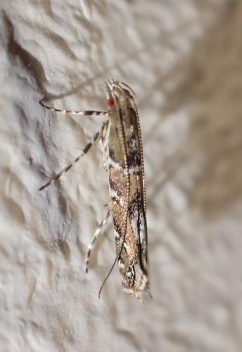 Acrocercops brongniardella